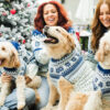 Top-Christmas-Jumpers-for-dogs-2024